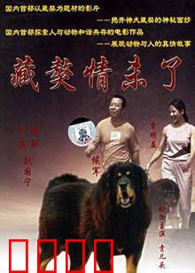 藏獒情未了：忠诚伴侣