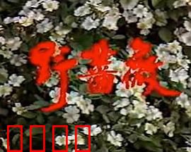 野蔷薇：旧上海的悲欢